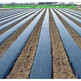 130 Cm - 40 Micron LPDE 24 Ay Siyah Çilek Naylonu