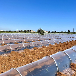 100 Cm 20 Micron Karpuz Sera Şeffaf Mulch