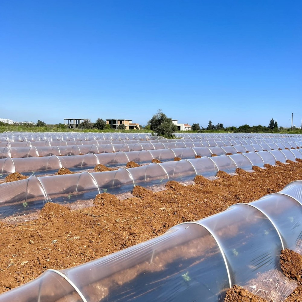100 Cm 20 Micron Karpuz Sera Şeffaf Mulch