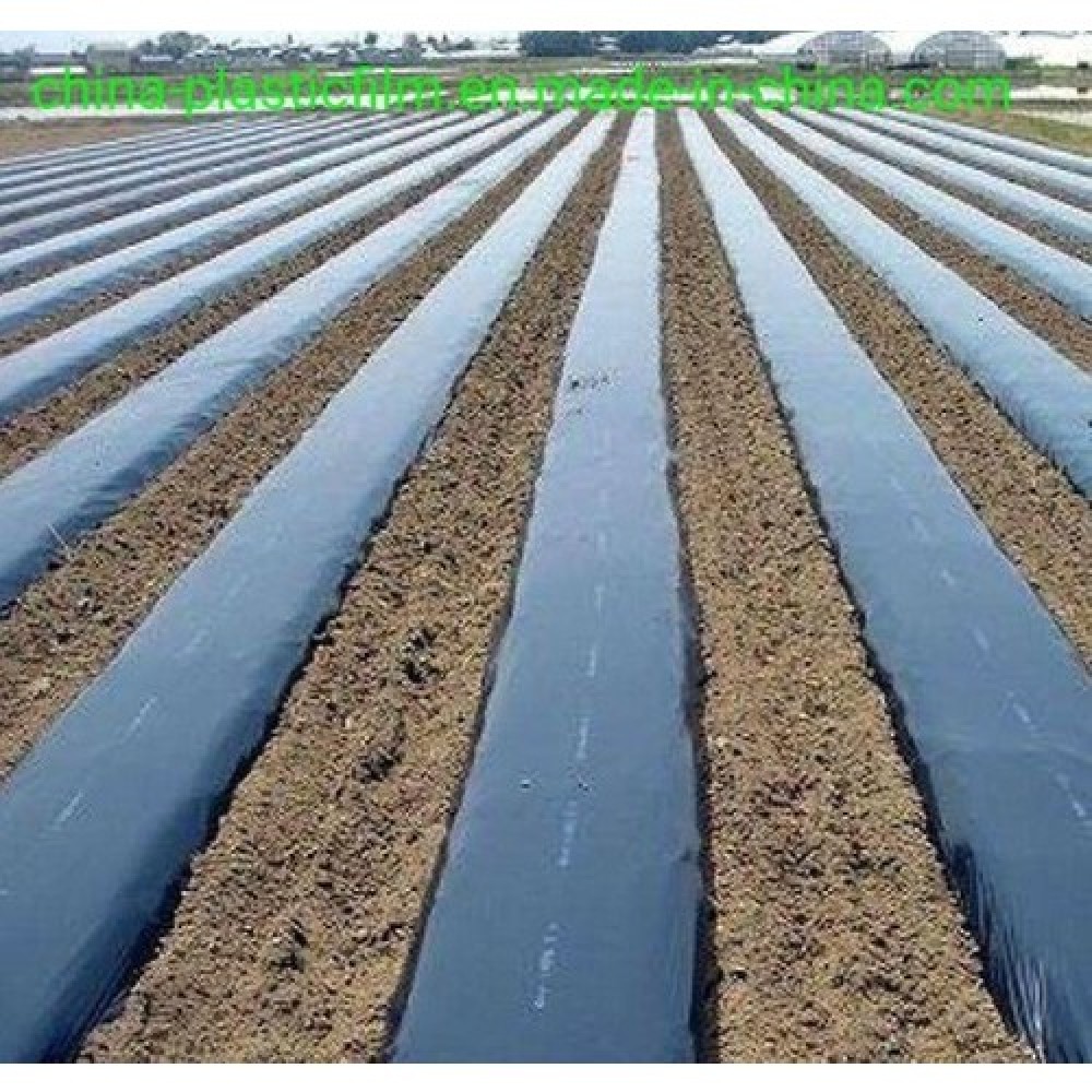 130 Cm - 40 Micron LPDE 24 Ay Siyah Çilek Naylonu